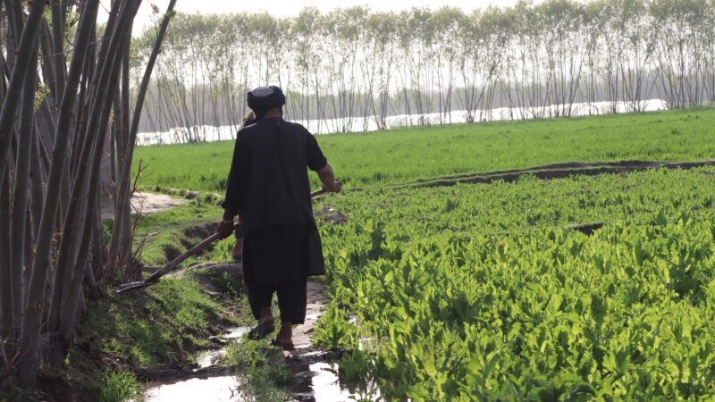  عدم ارائه کمک های بدیل به دهقانان در افغانستان منجر به افزایش نا رضایتی ها شده 