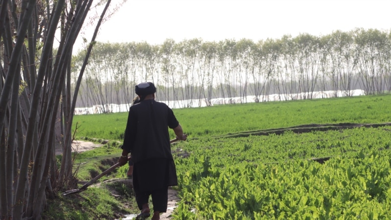   محمد ایوب رفیقی: طالبان و جامعه جهانی به نیازمندی‌های دهقانان رسیده‌گی نکرده اند
