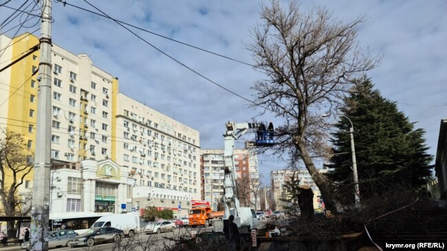 Глубокая обрезка деревьев на проспекте Победы в Симферополе в феврале 2023 года