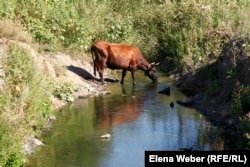 Корова пьёт воду из Нуры