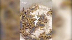 Афганистанец дои от скорпиони най-скъпата течност в света