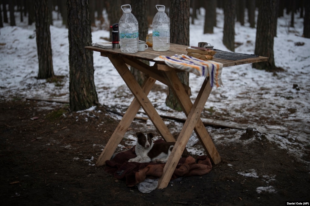 Një qen poshtë një tavoline pranë një postblloku të ushtrisë ukrainase, afër kufirit me Bjellorusinë.