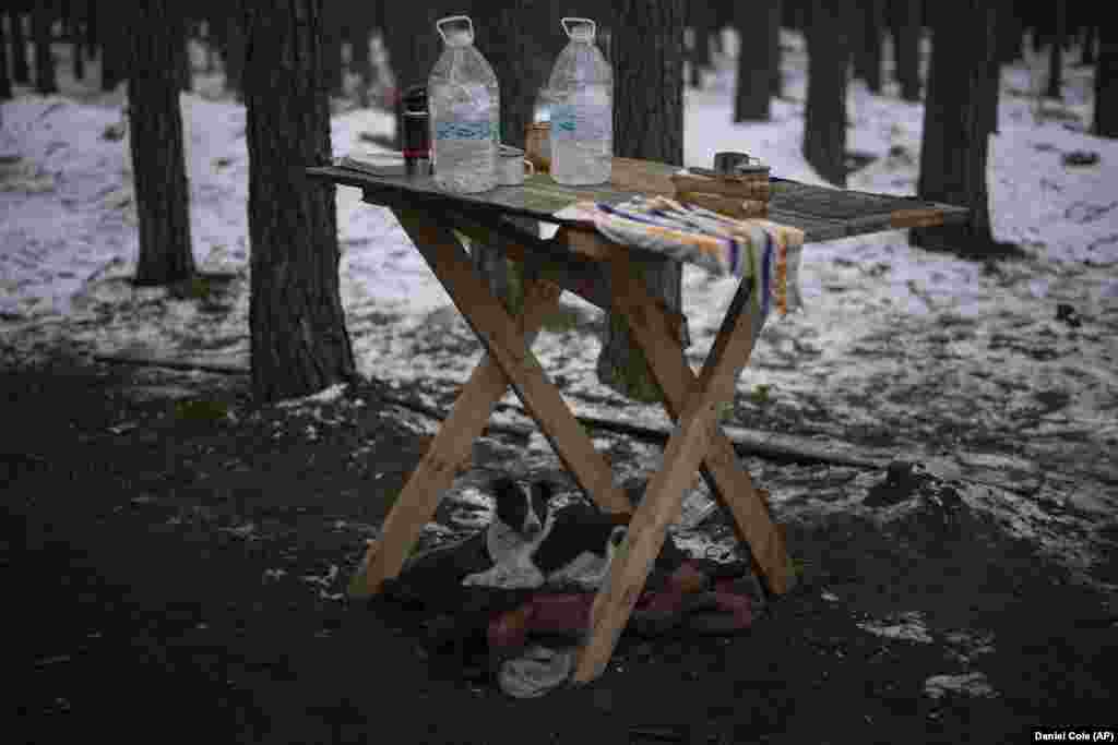 Песик сховався під стіл на українських позиціях біля кордону з Білоруссю