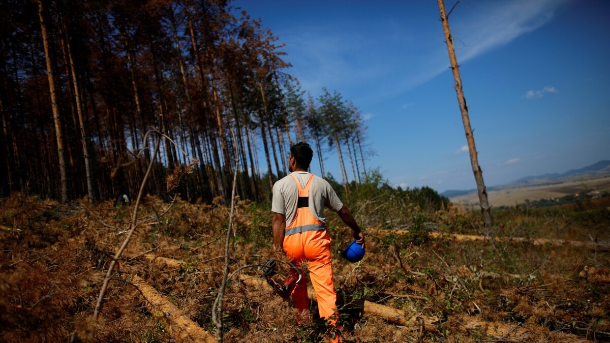 ДПС предлага законови промени, които ще разрешат сеч в горите