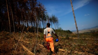 ДПС предлага законови промени които ще разрешат сеч в горите