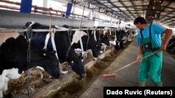 Radnik daje kravama sijeno na farmi u Kalesiji na sjeveru Bosne i Hercegovine, Ilustrativna fotografija, snimljena 16. avgusta 2012.