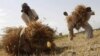 FILE: Farmers work on a wheat field in Nangarhar Province.