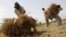 FILE: Farmers work on a wheat field in Nangarhar Province.