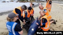 Bálna- és delfinmentésre tanítják az önkénteseket a Project Jonah instruktorai az új-zélandi strandokon – a képen a kisebbik modell