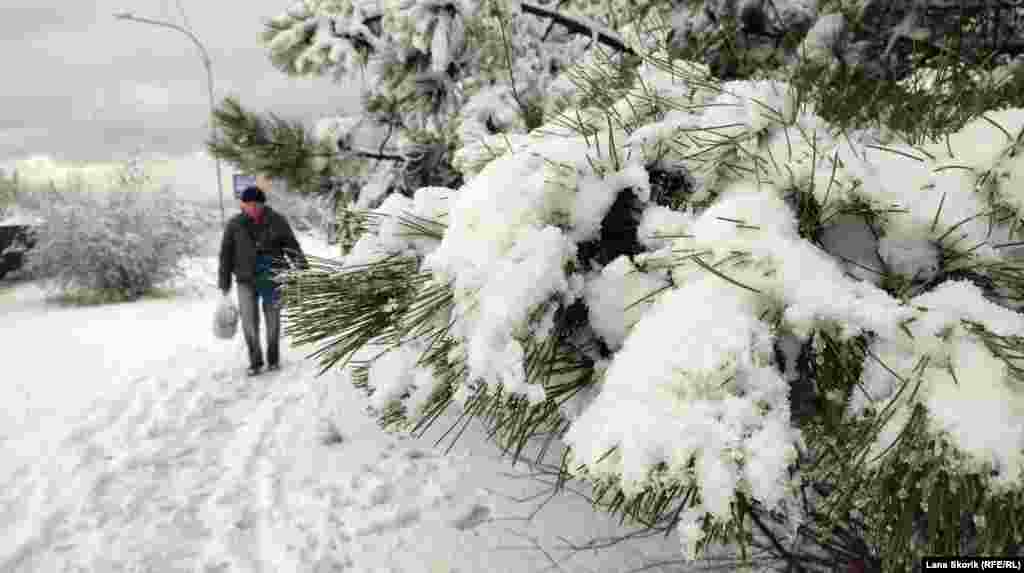Сніг на соснових гілках