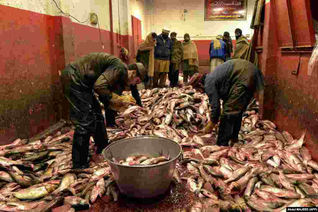 Workers arrange fish in their shop at a market in Peshawar, Pakistan.&nbsp;