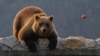 Mrki medvjed je u Evropi zaštićena vrsta kojoj prijeti izumiranje, ilustrativna otografija