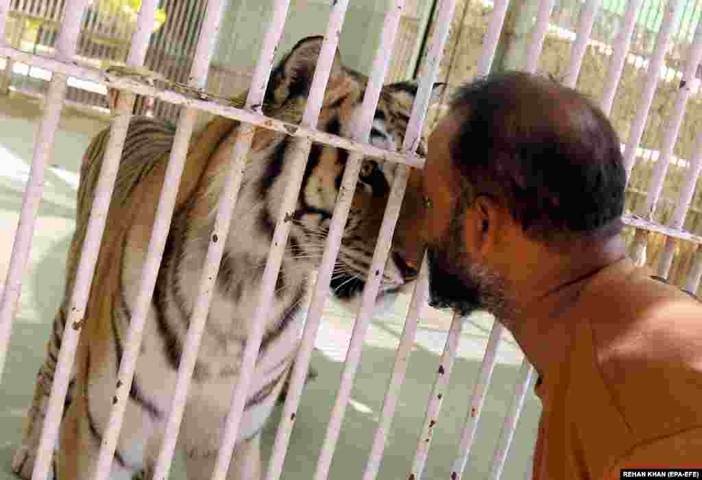 A man looks at a tiger in its enclosure on the eve of World Wildlife Day at a zoo in Karachi, Pakistan, on March 2.&nbsp;