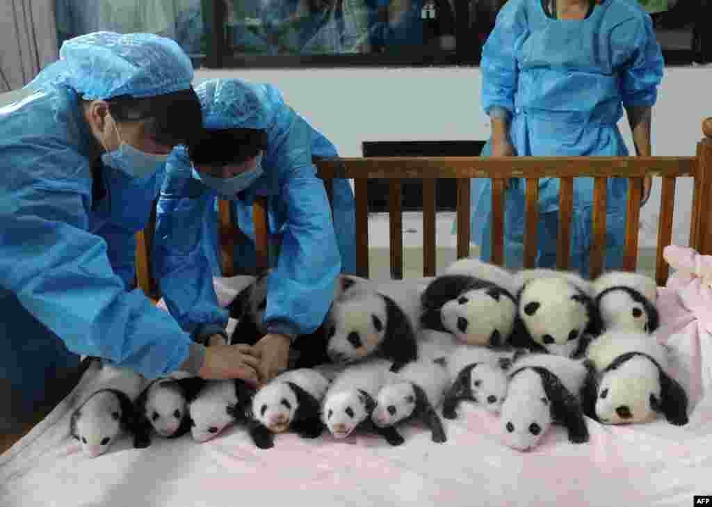 У китайському місті Ченду, в Центрі розведення великих панд, публіці продемонстрували одразу 14 дитинчат «бамбукових ведмедів». Поки дитинчата перебувають у спеціальних яслах, де про них піклуються люди, але, як тільки ветеринари вважатимуть це за можливе, новонароджені панди приєднаються до решти &laquo;родини&raquo; зі 128 «бамбукових ведмедів». Фото від 23 вересня 2013 року