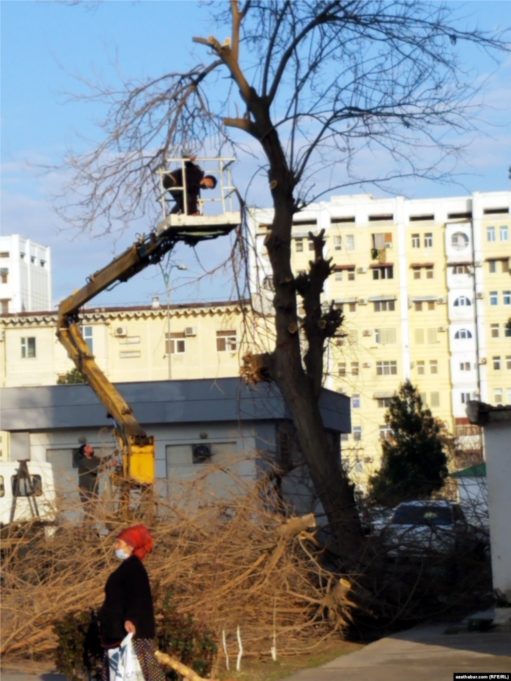 Обрезка деревьев. Ашхабад, март, 2022&nbsp;&nbsp;