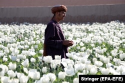 An Afghan farmer works in poppy fields on the outskirts of Kandahar in March.