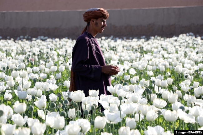 Një fermer afgan në një fushë të mbjellë me lulëkuqe në Kandahar. 15 mars 2022.