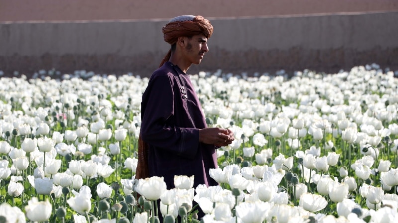 Talibanët mbyllin sytë para prodhimit të opiumit