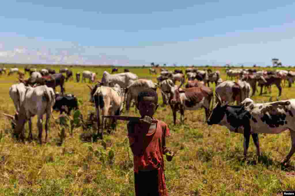 Zebu szarvasmarhákat őriz egy kisfiú, miközben egy, a helyiek által csak raketaként ismert kaktuszfélét eszik. Sokan ezt a vadon termő, alacsony tápértékű kaktuszt eszik, ha nincs más élelmük