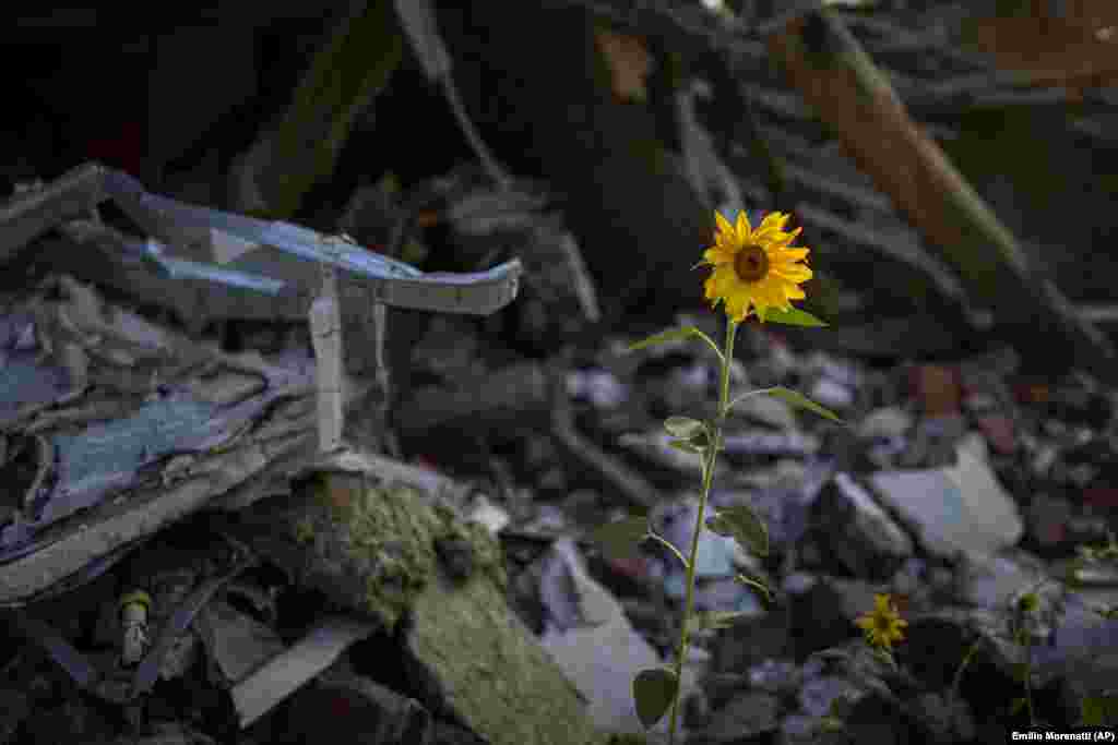 A sunflower grows amid the rubble of a bombed house in Chernihiv, Ukraine.
