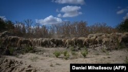Turme de oi se plimbă pe malul uscat și prăfuit al brațului Borcea al Dunării, în satul Coslogeni, sudul României, la 11 august 2022.