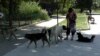 Problema câinilor comunitari a reapărut de câțiva ani în București, în ciuda bugetelor considerate generoase ale Autorității pentru Supravegherea și Protecția Animalelor (ASPA).