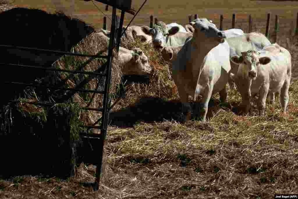 Szénát esznek ezek a normandiai tehenek augusztusban, pedig azt télen szokták kapni, fű viszont nincs