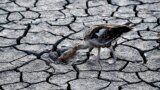 Hungary Drought -- A goose looks for water in the dried bed of Lake Velence in Velence, Hungary, Thursday, Aug. 11, 2022. 