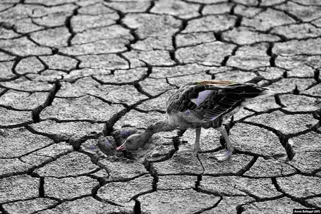A goose looks for water in the dried bed of Lake Velence in Velence, Hungary, amid a severe drought. The water level in the lake is at its lowest ever recorded.