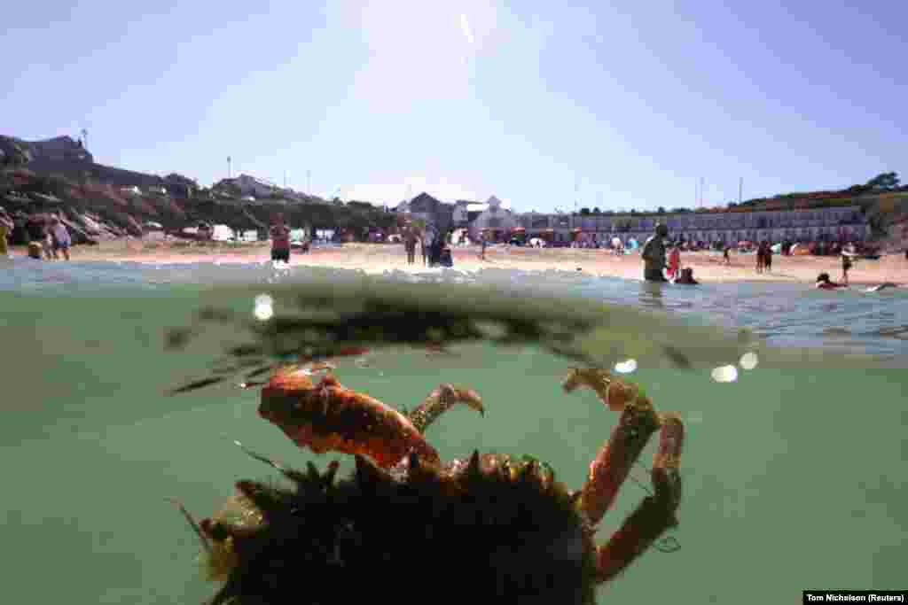 Rak pauk u blizini plaže Porthgwidden u St Ivesu, Cornwall, Velika Britanija, 7. august.