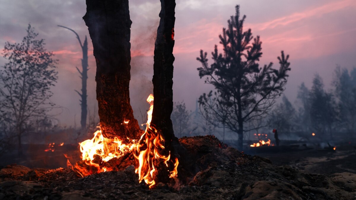 “Lesookhrana” estimated the scale of fires in the regions of Russia