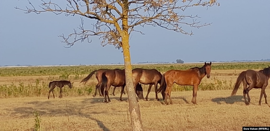 Një familje kuajsh i shpëtuan rrethimit mes thatësirës në korrik, ndoshta në kërkim të ujit, duke u plagosur në tela me gjemba gjatë ikjes.