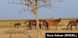 Сбежавшие из-за ограждения лошади во время июльской засухи. Возможно, они мигрировали в поисках воды. Жеребенок, возможно, поранился из-за колючей проволоки