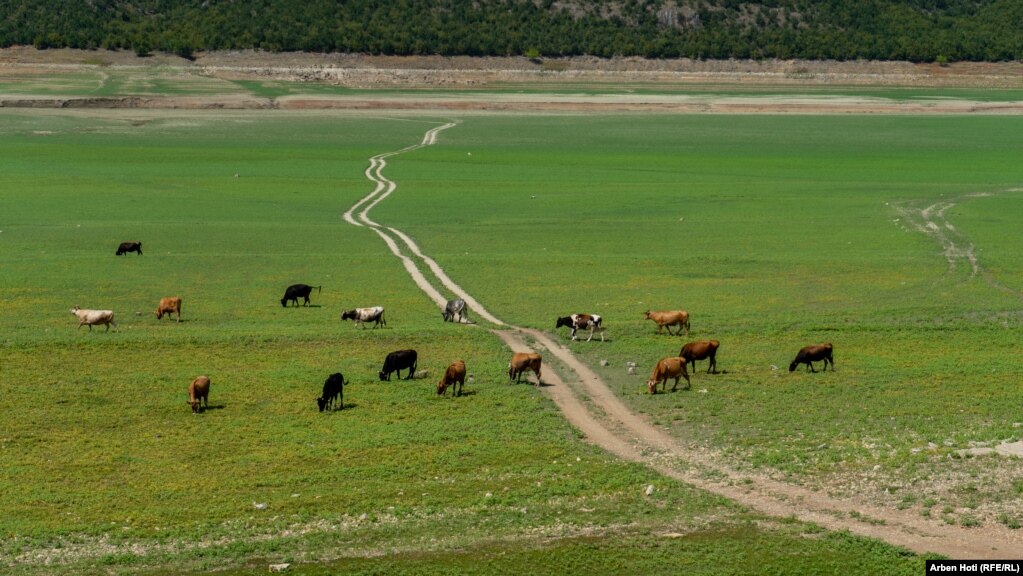 Në Liqenin e Fierzës, në pjesën e Kosovës, hapësira që dikur ishte e mbushur me ujë tani është shndërruar në kullotë për bagëtitë.