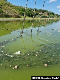 Complexul Lacustru Somova - Parcheș. Peștii mor asfixiați înainte să ajungă în plasele pescarilor, din cauza scăderii concentrației de oxigen din apă.