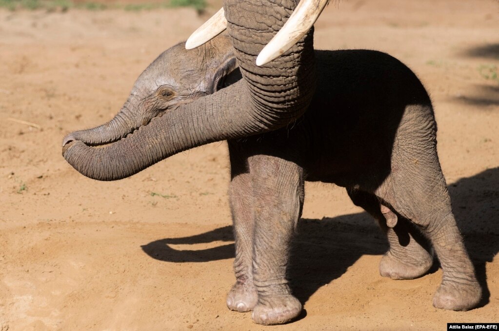 Një elefant i sapolindur afrikan duke u afruar me nënën e tij, në një kopsht zoologjik në verilindjen e Hungarisë.