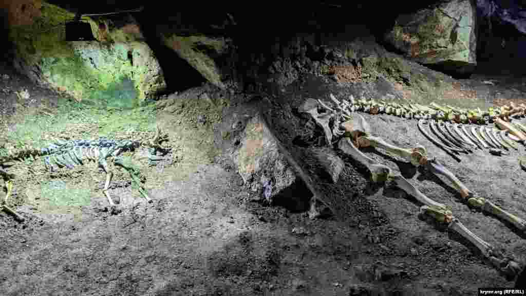 Крім мамонта, в печері експонуються останки сайгака та оленя