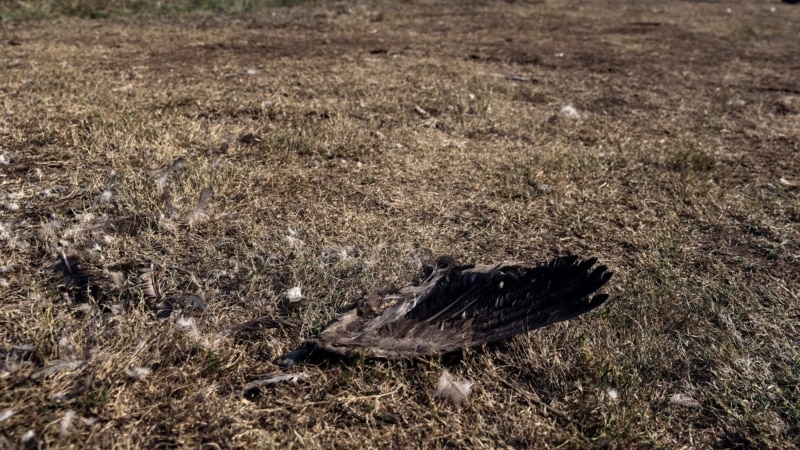 В Атырау неизвестные убрали туши диких птиц, которые были обнаружены в районе «Тухлой балки» 