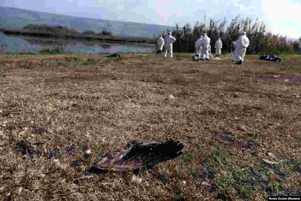 Izraelben rendszeresen felbukkan a madárinfluenza, de vadon élő madarakra most mérte a legnagyobb csapást a járvány