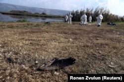 Radnici u ime Ministarstva poljoprivrede i ruralnog razvoja uklanjaju ždralove koji su umrli nakon izbijanja ptičje gripe iz jezera prirodnog rezervata, važnog odredišta za migraciju ptica u dolini Hula, sjeverni Izrael, 2. januara 2022.