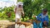 فارمداران زنبور عسل: بازار فروشات عسل در داخل افغانستان بسیار سرد است