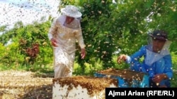 یک فارم زنبورداری در ولایت کندز - عکس از آرشیف جنبه تزئینی دارد
