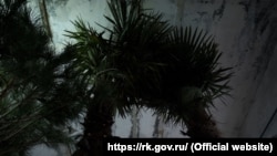 Саженцы пальм, которые планируют высадить в Ялте вместе погибших деревьев, декабрь 2021 года