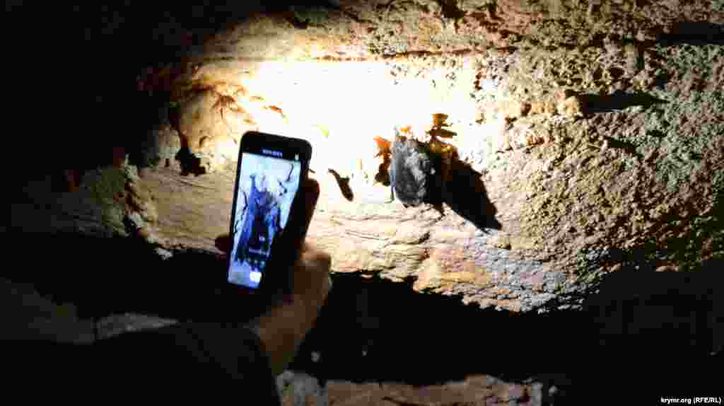 В объектив смартфонов попала летучая мышь, спящая на стене пещеры. Всего в Эмине-Баир-Хосар обитает пять видов летучих мышей