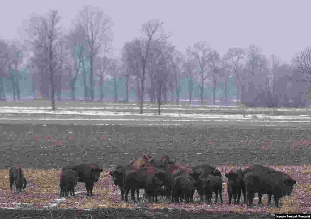 A herd of bison graze near the border-wall construction on January 27. Critics of the wall project say it will be a &quot;disaster&quot; for wildlife, which may be restricted in movement.