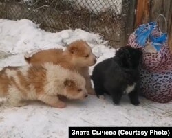 Бездомные щенки, Якутск, январь 2022 года