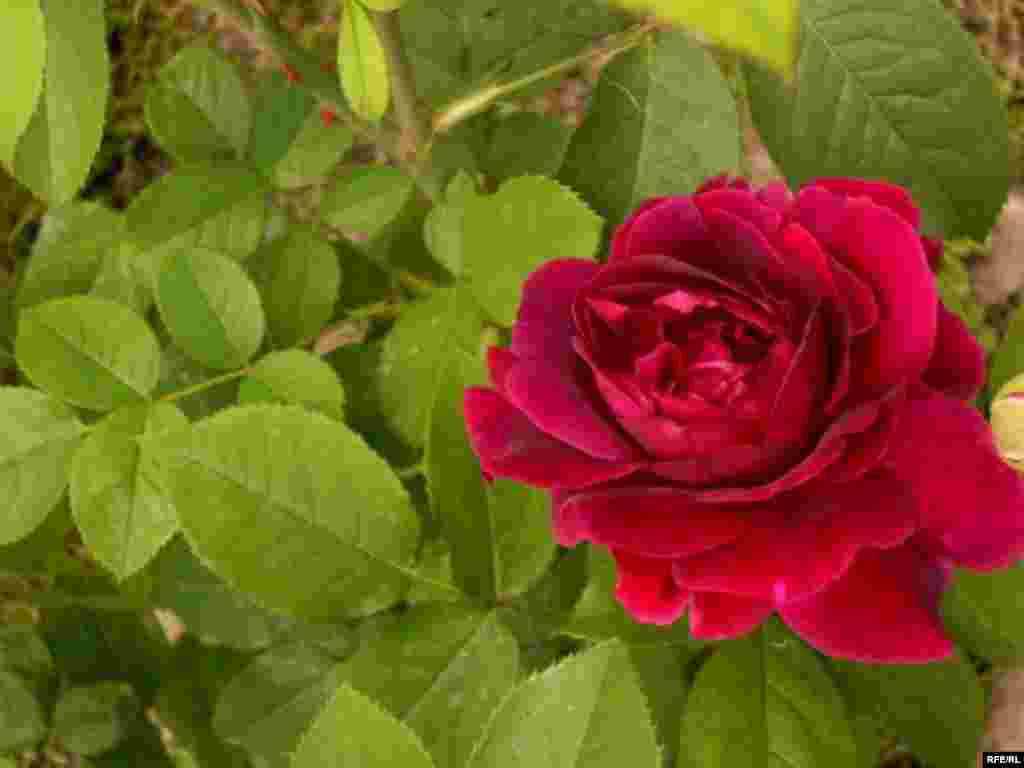 Барви літа (фото Зиновія Фриса) #32