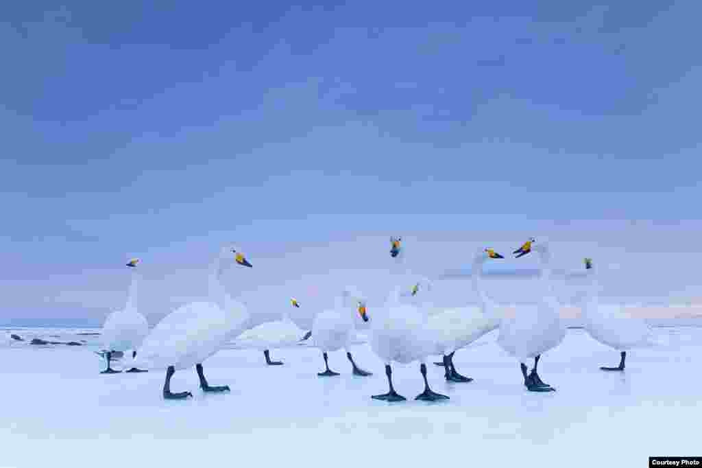 2-е место / Природа / серии Стефано Унтертинер, Италия, для National Geographic Magazine Лебеди-кликуны на озере на рассвете, Хоккайдо, Япония, январь 2010. 
