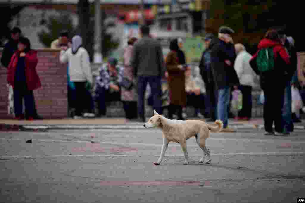 Egy kutya kóborol Balaklija egyik utcáján