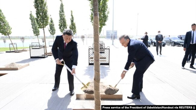 Президентът на Китай Си Дзинпин и президентът на Узбекистан Шавкат Мирзийоев засаждат дърво на срещата на върха на Шанхайската организация за сътрудничество (ШОС) в Самарканд, Узбекистан, 15 септември 2022 г.